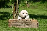 GOLDEN RETRIEVER 1071